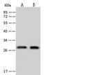 EXOSC4 Antibody in Western Blot (WB)