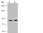 BRSK1 Antibody in Western Blot (WB)