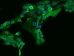 MAP7 Antibody in Immunocytochemistry (ICC/IF)