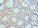 Azurocidin Antibody in Immunohistochemistry (Paraffin) (IHC (P))