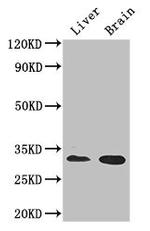 CD37 Antibody in Western Blot (WB)