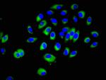 Crk Antibody in Immunocytochemistry (ICC/IF)