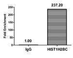 H2BK20ac Antibody in ChIP Assay (ChIP)