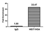 H3K9cr Antibody in ChIP Assay (ChIP)