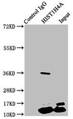 H4K5pr Antibody in Immunoprecipitation (IP)