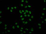 2-hydroxyisobutyryl-Histone H4 (Lys8) Antibody in Immunocytochemistry (ICC/IF)