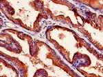 NXF5 Antibody in Immunohistochemistry (Paraffin) (IHC (P))