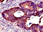 NXF5 Antibody in Immunohistochemistry (Paraffin) (IHC (P))