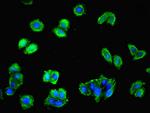 PTAFR Antibody in Immunocytochemistry (ICC/IF)