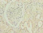 PTAFR Antibody in Immunohistochemistry (Paraffin) (IHC (P))