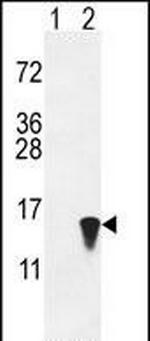 ISG15 Antibody in Western Blot (WB)