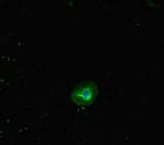 RHD Antibody in Immunocytochemistry (ICC/IF)