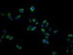 MCT2 Antibody in Immunocytochemistry (ICC/IF)