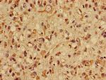 SLC22A2 Antibody in Immunohistochemistry (Paraffin) (IHC (P))