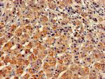 STXBP3 Antibody in Immunohistochemistry (Paraffin) (IHC (P))