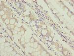 TCTA Antibody in Immunohistochemistry (Paraffin) (IHC (P))