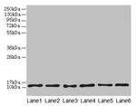 TCTA Antibody in Western Blot (WB)