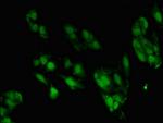 ZNF695 Antibody in Immunocytochemistry (ICC/IF)