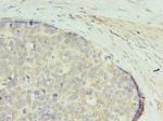 GTPBP6 Antibody in Immunohistochemistry (Paraffin) (IHC (P))