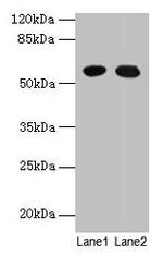 GTPBP6 Antibody in Western Blot (WB)