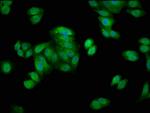 HSPA1A Antibody in Immunocytochemistry (ICC/IF)