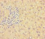 B4GALT5 Antibody in Immunohistochemistry (Paraffin) (IHC (P))