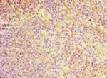 CHI3L2 Antibody in Immunohistochemistry (Paraffin) (IHC (P))