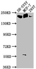 Laminin alpha-4 Antibody in Western Blot (WB)