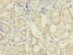 C5orf22 Antibody in Immunohistochemistry (Paraffin) (IHC (P))