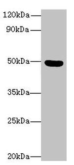 C5orf22 Antibody in Western Blot (WB)