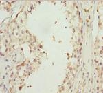 EFHC1 Antibody in Immunohistochemistry (Paraffin) (IHC (P))