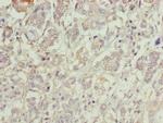 C1orf101 Antibody in Immunohistochemistry (Paraffin) (IHC (P))