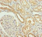 SLC34A1 Antibody in Immunohistochemistry (Paraffin) (IHC (P))