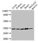 AHSA2 Antibody in Western Blot (WB)