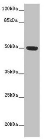 HTR3D Antibody in Western Blot (WB)