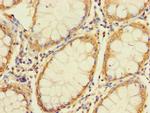 UNC93A Antibody in Immunohistochemistry (Paraffin) (IHC (P))