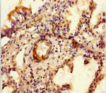 SULF1 Antibody in Immunohistochemistry (Paraffin) (IHC (P))