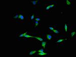 DYNC2H1 Antibody in Immunocytochemistry (ICC/IF)