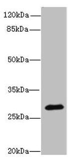 CAPNS2 Antibody in Western Blot (WB)