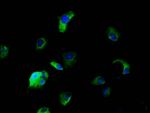 SLC5A5 Antibody in Immunocytochemistry (ICC/IF)