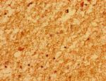 MARS2 Antibody in Immunohistochemistry (Paraffin) (IHC (P))