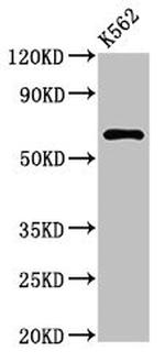 MARS2 Antibody in Western Blot (WB)