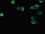 FLRT3 Antibody in Immunocytochemistry (ICC/IF)