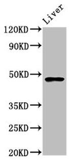 FUT8 Antibody in Western Blot (WB)