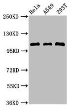 ECT2 Antibody in Western Blot (WB)