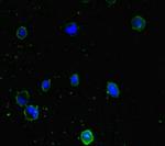 PPM1H Antibody in Immunocytochemistry (ICC/IF)