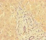 PPM1H Antibody in Immunohistochemistry (Paraffin) (IHC (P))