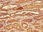 SLC7A7 Antibody in Immunohistochemistry (Paraffin) (IHC (P))