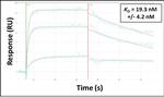 beta-1 Adrenergic Receptor Antibody in Surface plasmon resonance (SPR)