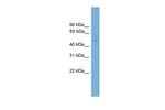 FOXC2 Antibody in Western Blot (WB)